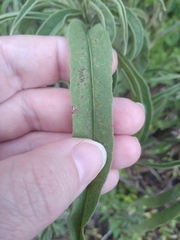 Helianthus maximiliani