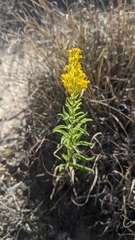 Solidago missouriensis