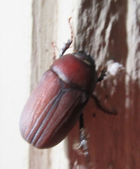 Phyllophaga