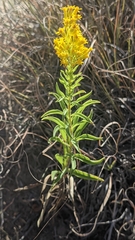 Solidago missouriensis