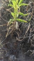 Solidago missouriensis