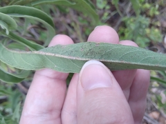 Helianthus maximiliani
