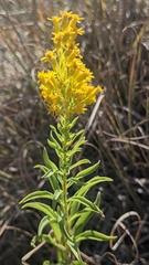 Solidago missouriensis