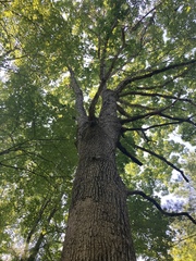 Quercus alba