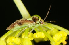 Orthops scutellatus