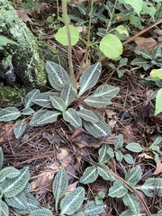 Goodyera pubescens