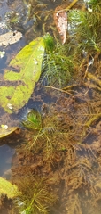 Myriophyllum sibiricum