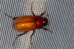 Phyllophaga