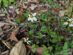 Bidens pilosa