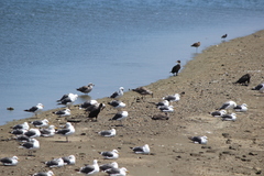 Larus occidentalis