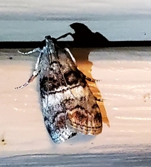 Pococera asperatella