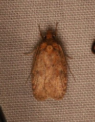 Agonopterix thelmae