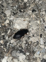 Harpalus pensylvanicus