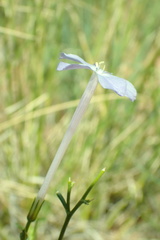 Ipomopsis longiflora