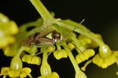 Orthops scutellatus