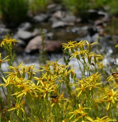 Senecio spartioides