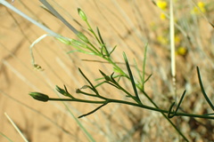 Ipomopsis longiflora