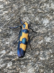 Chrysaeglia magnifica