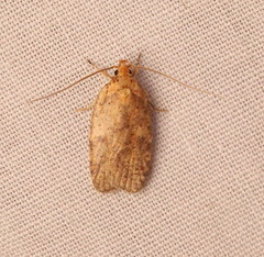 Agonopterix thelmae