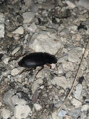 Harpalus pensylvanicus