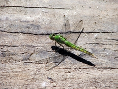 Erythemis collocata