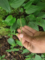 Peperomia peltoidea