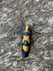 Chrysaeglia magnifica