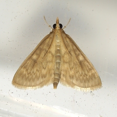 Ostrinia nubilalis
