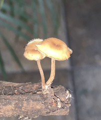Pholiotina rugosa