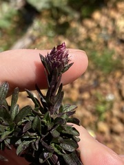Symphyotrichum subulatum squamatum