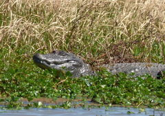 Caiman latirostris