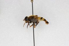 Helophilus fasciatus