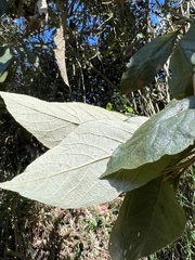 Critoniopsis bogotana