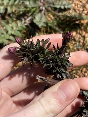 Symphyotrichum subulatum squamatum