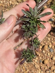 Symphyotrichum subulatum squamatum