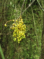 Chamaedorea pinnatifrons