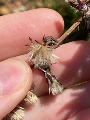 Symphyotrichum subulatum squamatum