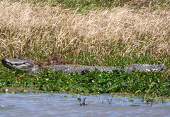 Caiman latirostris