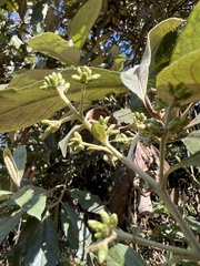 Critoniopsis bogotana