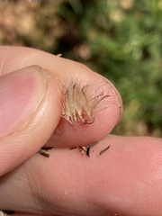 Symphyotrichum subulatum squamatum