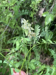 Astragalus micranthus