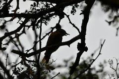 Pachyramphus