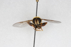 Helophilus fasciatus