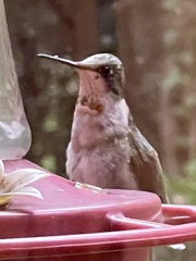 Archilochus colubris