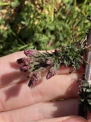 Symphyotrichum subulatum squamatum