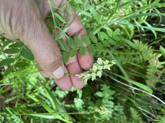 Astragalus micranthus