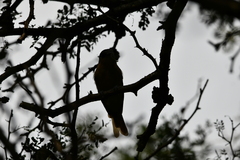 Pachyramphus