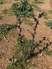 Symphyotrichum subulatum squamatum