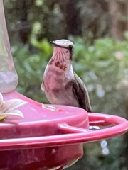 Archilochus colubris