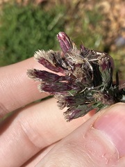Symphyotrichum subulatum squamatum
